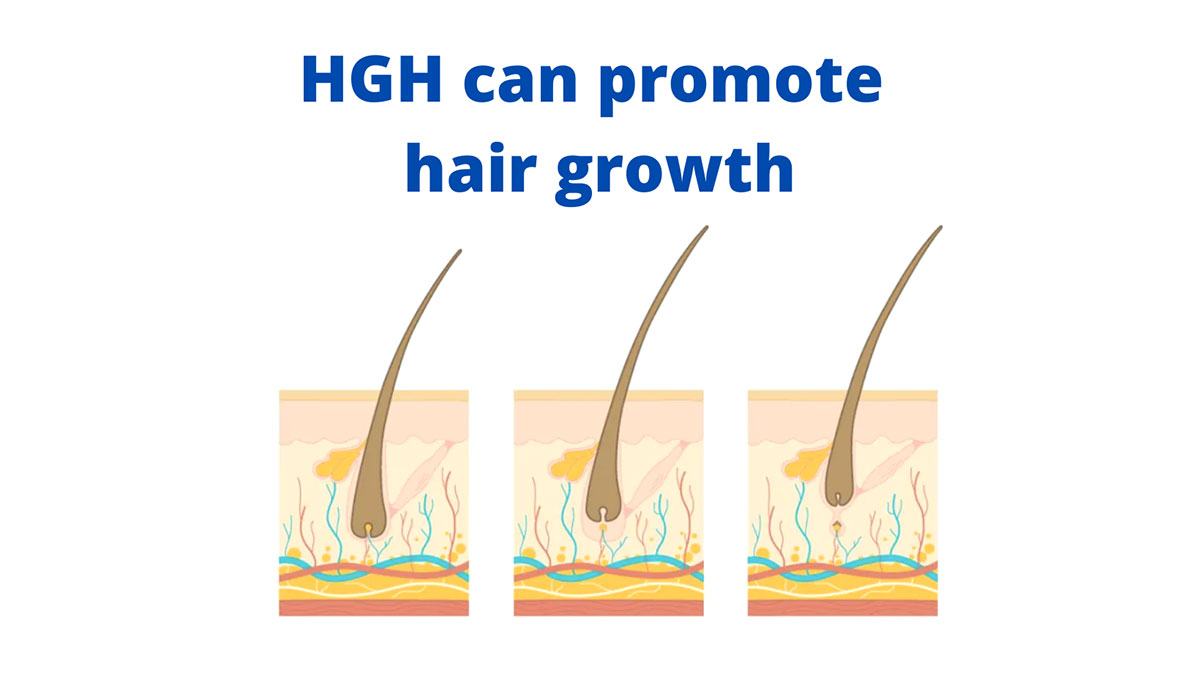 does hgh help hair growth diagram