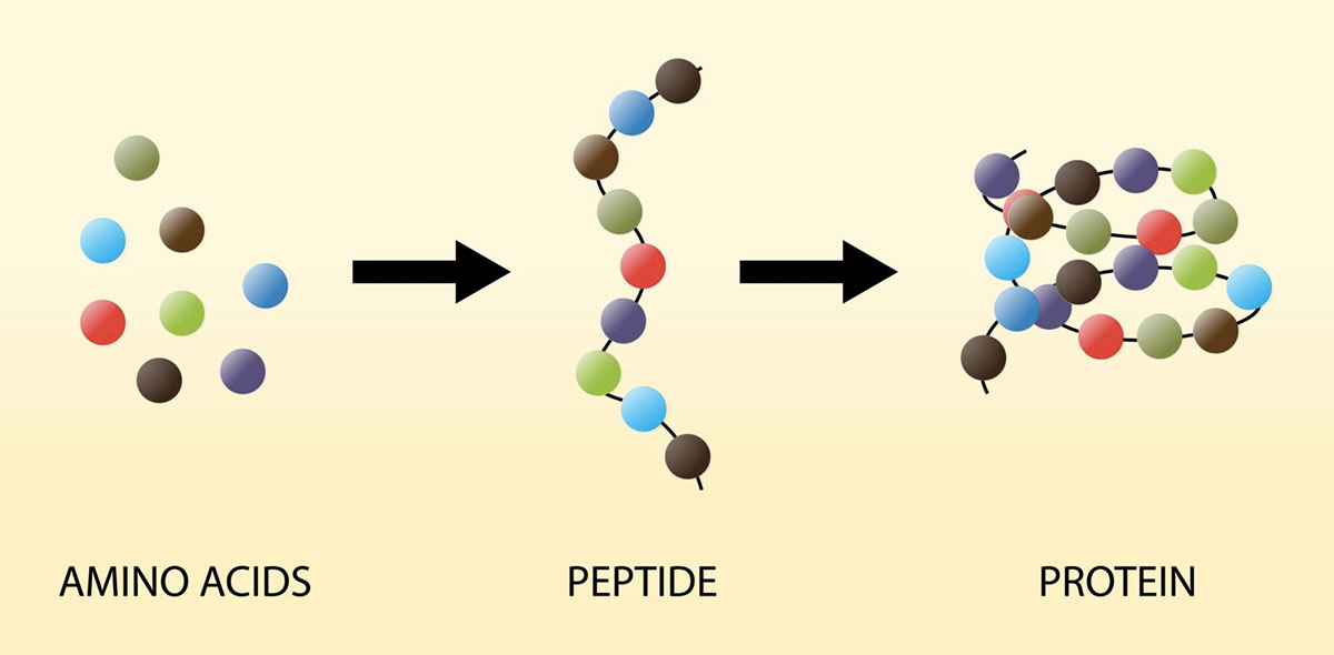 Peptides therapy side effects
